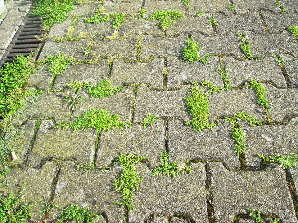 Kahles Bruchkraut (Herniaria glabra) am Bahnhof Hockenheim