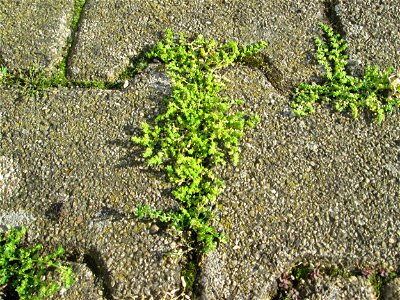 Kahles Bruchkraut (Herniaria glabra) am Bahnhof Hockenheim