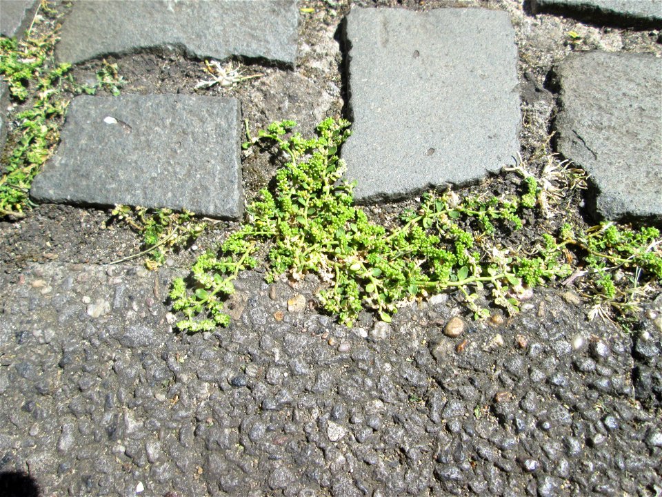 Kahles Bruchkraut (Herniaria glabra) auf Pflasterstein in Saarbrücken