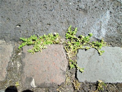Kahles Bruchkraut (Herniaria glabra) auf Pflasterstein in Saarbrücken