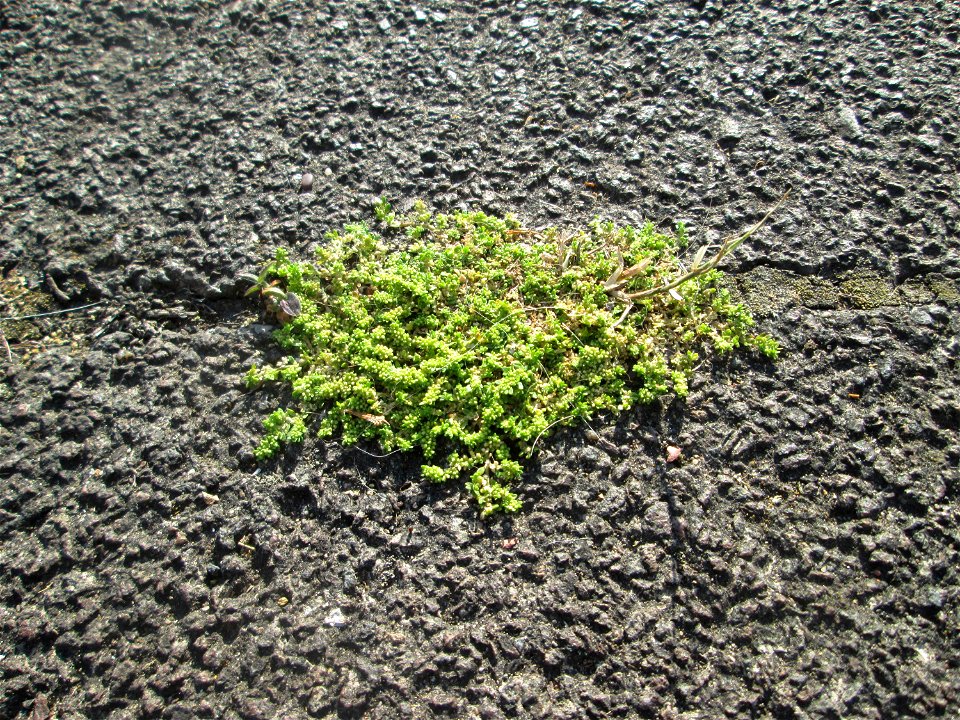 Kahles Bruchkraut (Herniaria glabra) am Bahnübergang in Brebach-Fechingen