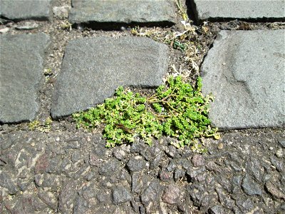 Kahles Bruchkraut (Herniaria glabra) auf Pflasterstein in Saarbrücken