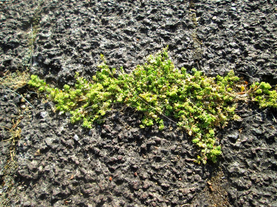 Kahles Bruchkraut (Herniaria glabra) am Bahnübergang in Brebach-Fechingen