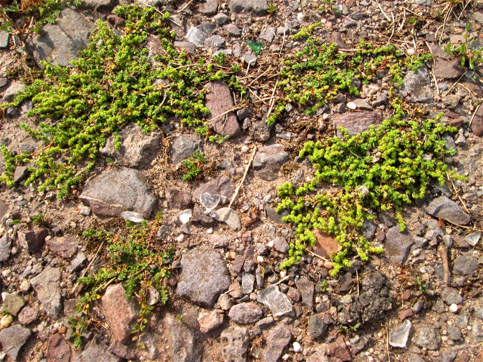 Kahles Bruchkraut (Herniaria glabra) auf einem Parkplatz in Brebach