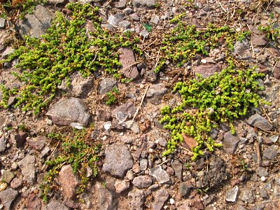 Kahles Bruchkraut (Herniaria glabra) auf einem Parkplatz in Brebach