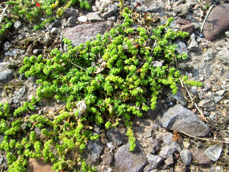 Kahles Bruchkraut (Herniaria glabra) auf einem Parkplatz in Brebach