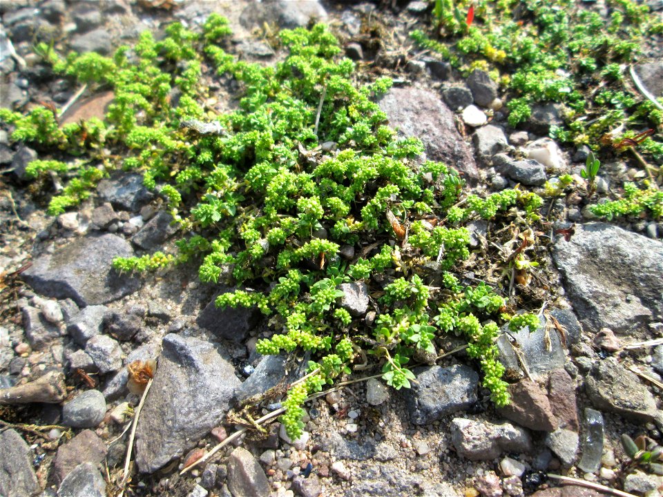 Kahles Bruchkraut (Herniaria glabra) auf einem Parkplatz in Brebach