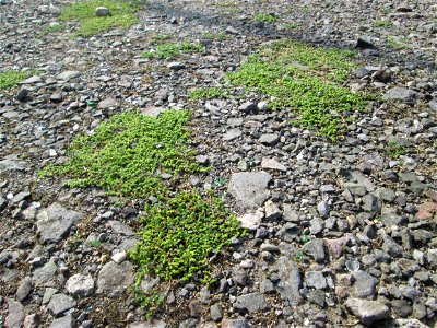 Kahles Bruchkraut (Herniaria glabra) auf einem Parkplatz in Brebach