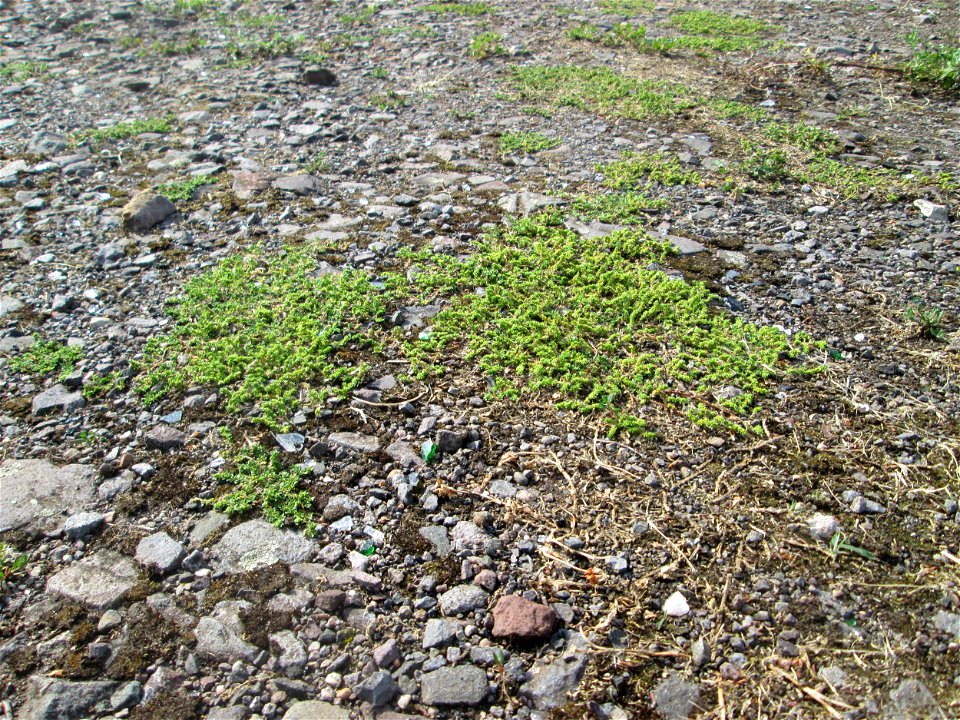 Kahles Bruchkraut (Herniaria glabra) auf einem Parkplatz in Brebach