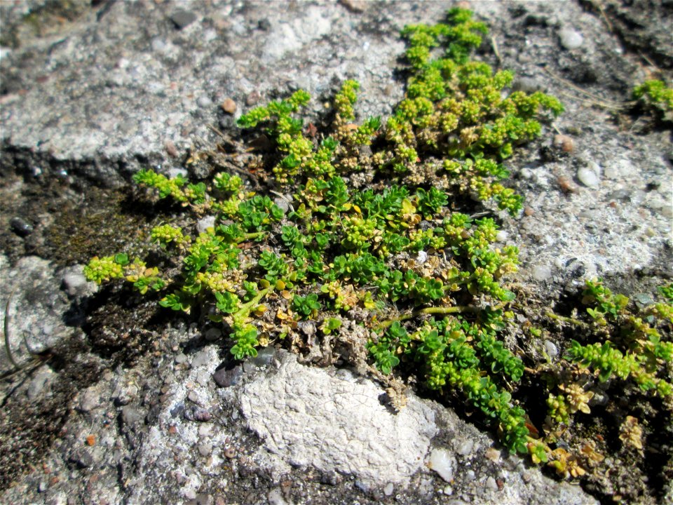 Kahles Bruchkraut (Herniaria glabra) in Bischmisheim