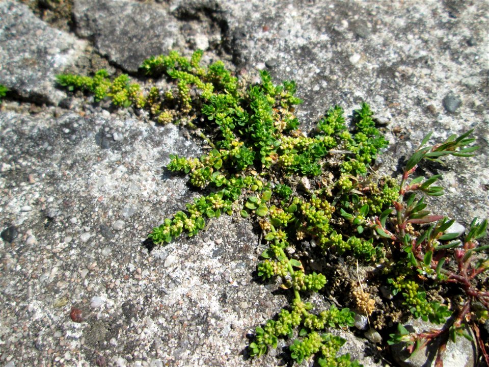 Kahles Bruchkraut (Herniaria glabra) in Bischmisheim