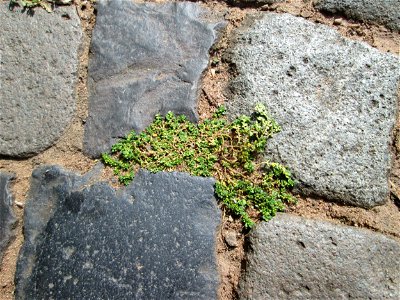 Kahles Bruchkraut (Herniaria glabra) auf einem Kopfsteinpflaster-Weg in Fechingen