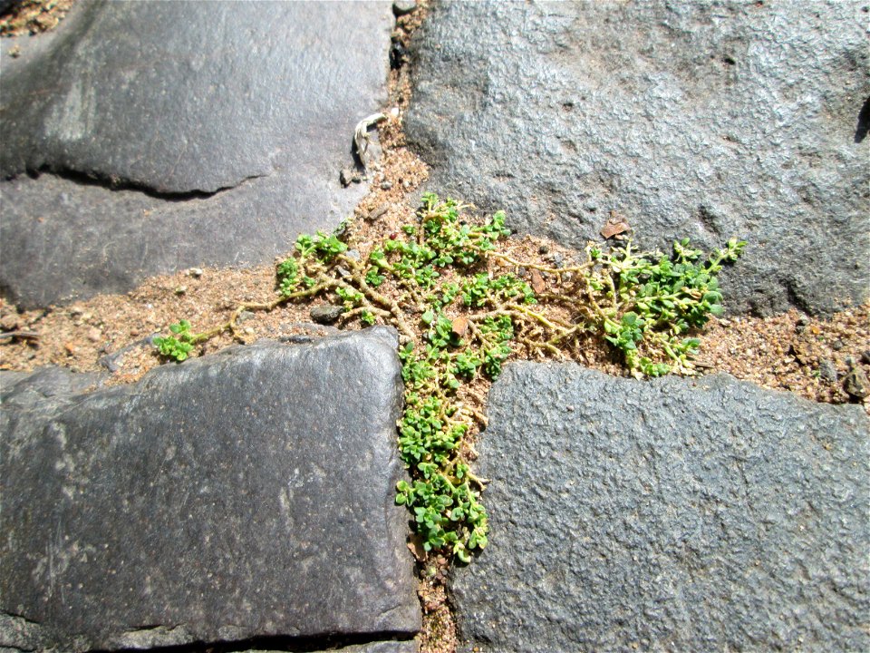 Kahles Bruchkraut (Herniaria glabra) auf einem Kopfsteinpflaster-Weg in Fechingen