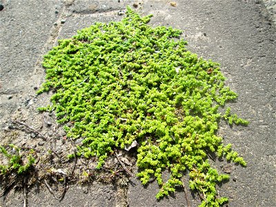 Kahles Bruchkraut (Herniaria glabra) auf einer Brückenzufahrt in Brebach