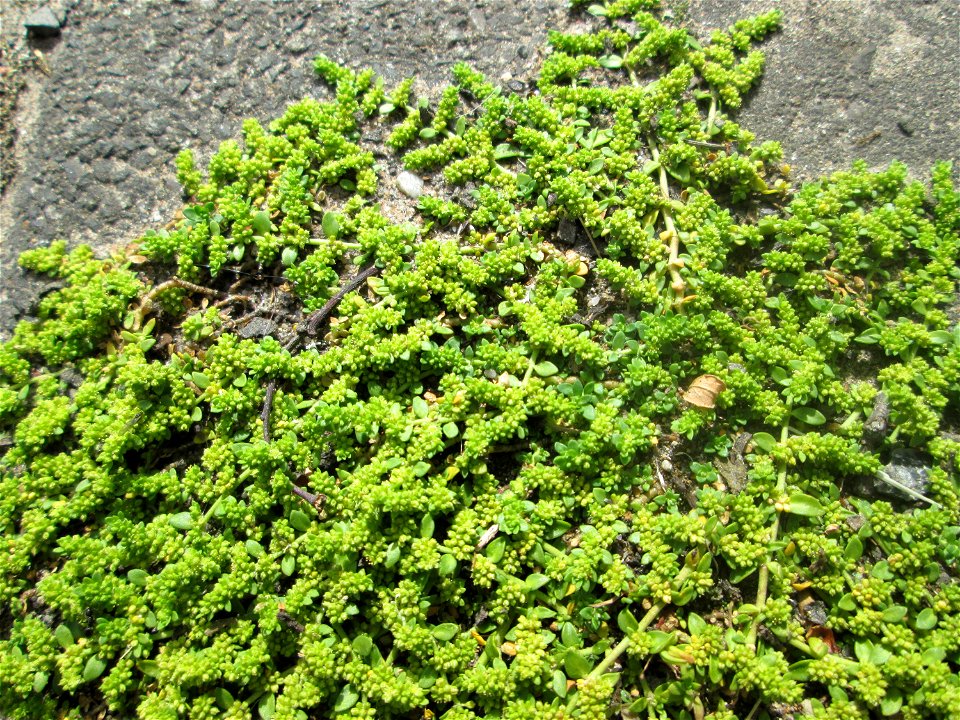 Kahles Bruchkraut (Herniaria glabra) auf einer Brückenzufahrt in Brebach