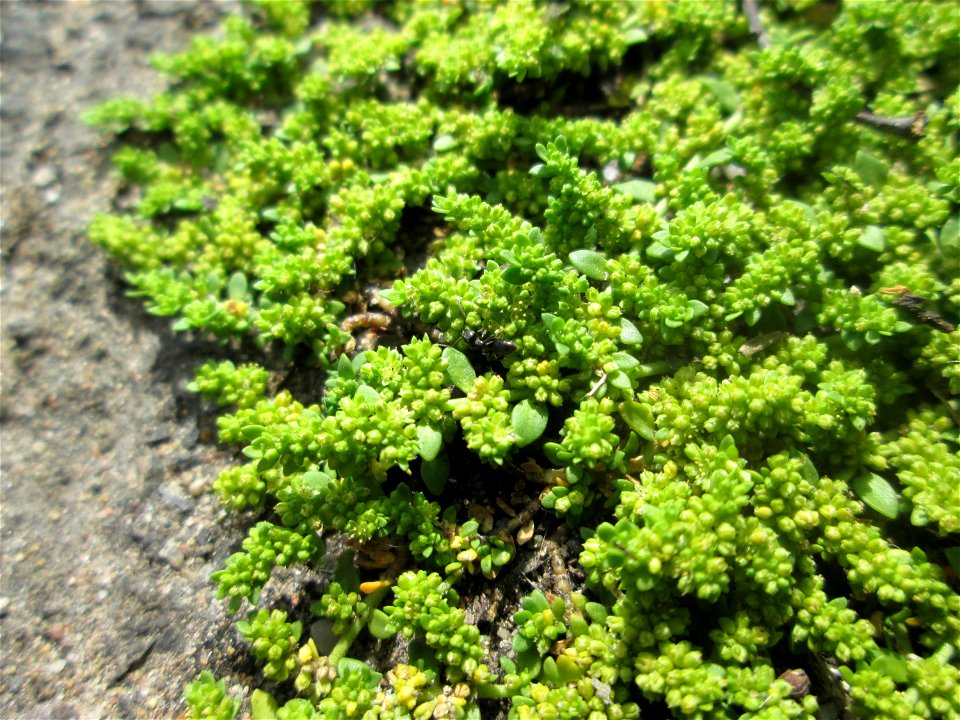 Kahles Bruchkraut (Herniaria glabra) auf einer Brückenzufahrt in Brebach