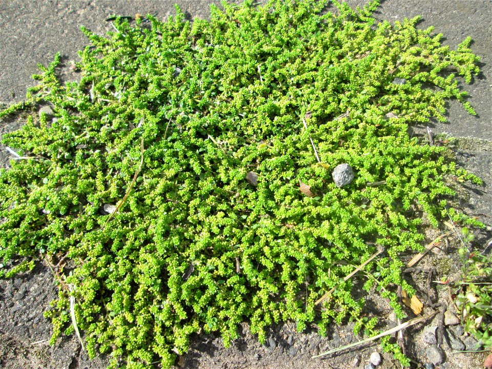 Kahles Bruchkraut (Herniaria glabra) auf einer Brückenzufahrt in Brebach