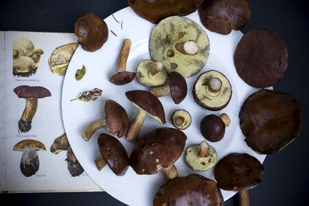 Mushroom nature mushroom collector photo