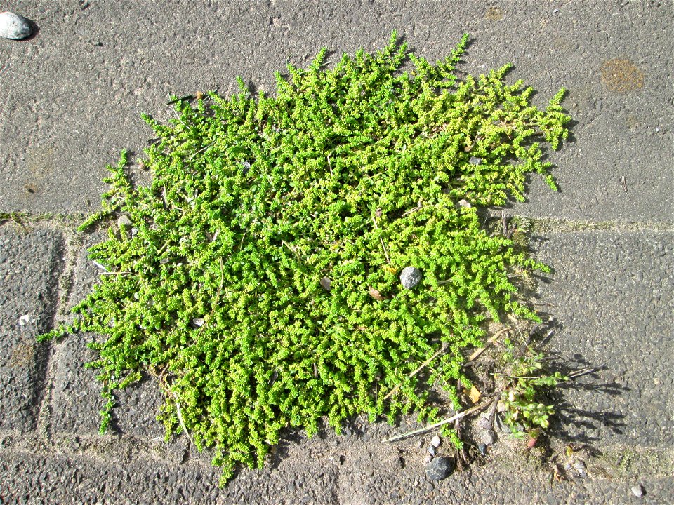 Kahles Bruchkraut (Herniaria glabra) auf einer Brückenzufahrt in Brebach