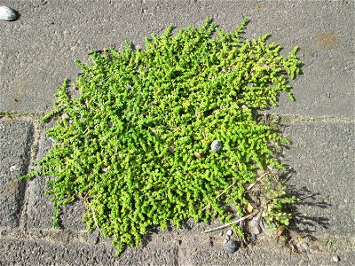 Kahles Bruchkraut (Herniaria glabra) auf einer Brückenzufahrt in Brebach