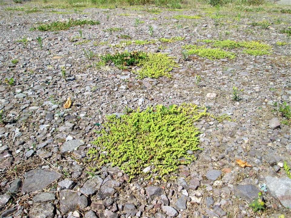 Kahles Bruchkraut (Herniaria glabra) auf einem Parkplatz in Brebach