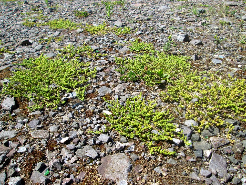 Kahles Bruchkraut (Herniaria glabra) auf einem Parkplatz in Brebach