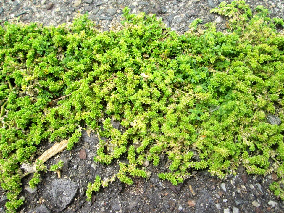 Kahles Bruchkraut (Herniaria glabra) auf einem Parkplatz in Brebach