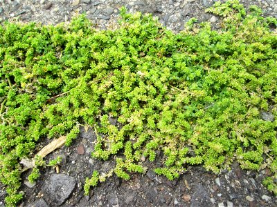 Kahles Bruchkraut (Herniaria glabra) auf einem Parkplatz in Brebach