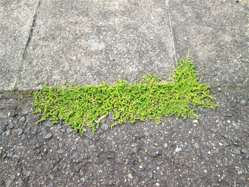 Kahles Bruchkraut (Herniaria glabra) auf einem Parkplatz in Brebach