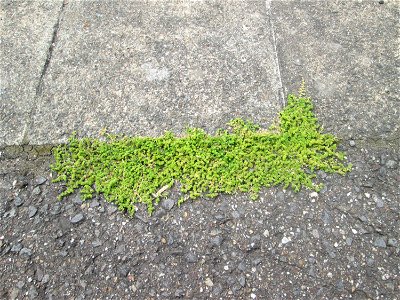 Kahles Bruchkraut (Herniaria glabra) auf einem Parkplatz in Brebach