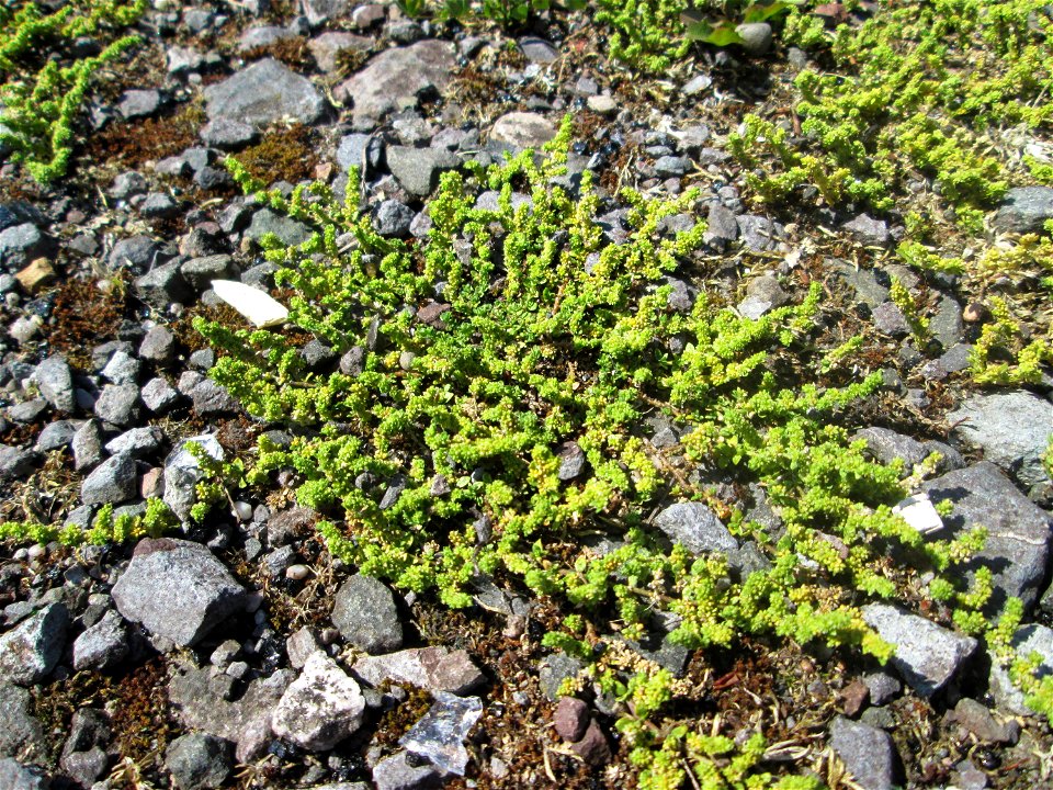 Kahles Bruchkraut (Herniaria glabra) auf einem Parkplatz in Brebach
