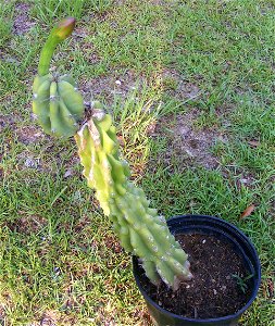 Cereus peruvianus monstrose