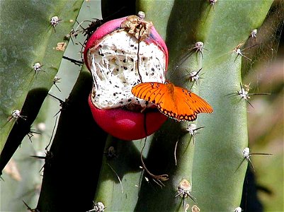 Image title: Butterfly butterflies cactus Image from Public domain images website, http://www.public-domain-image.com/full-image/fauna-animals-public-domain-images-pictures/insects-and-bugs-public-dom photo