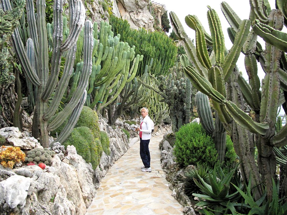 Cereus in the exotic garden of Monaco. The person gives the scale of the hight of the plants.