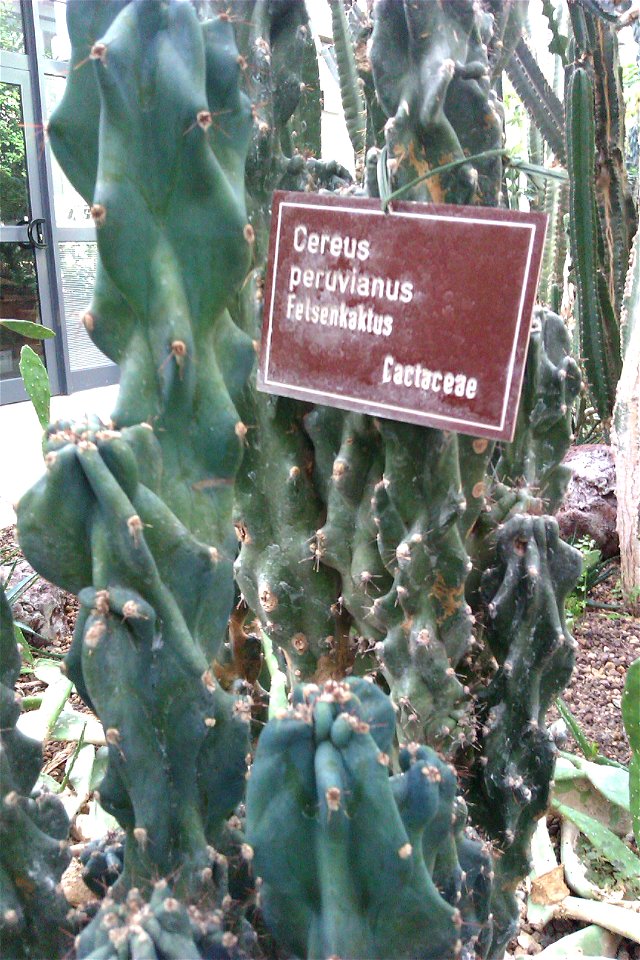 Cereus peruvianus at Jülich Research Centre