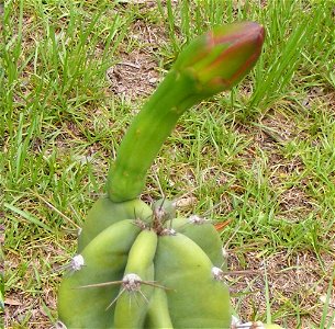Cereus peruvianus monstrose bud