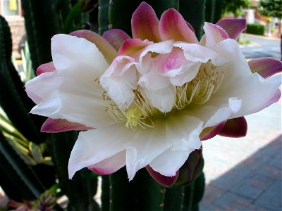 flor de cactus photo