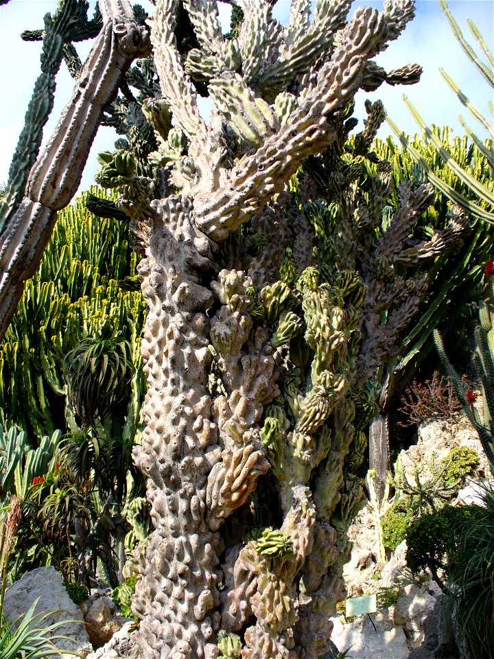 Jardin exotique de Monaco