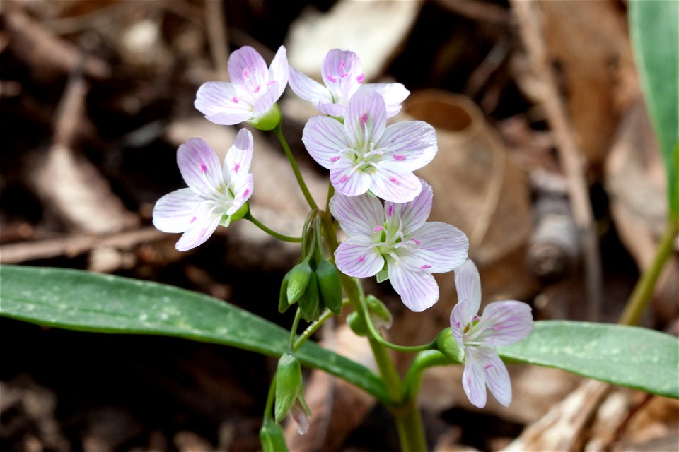 Eastern spring beauties (Claytonia virginica) at Radnor Lake in Nashville, Tennessee