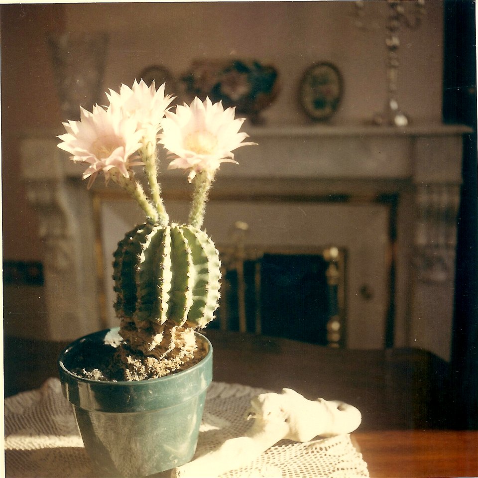 Flowerishing echinopsis (not echinocactus) eyriesii in veranda in Bordeaux.
