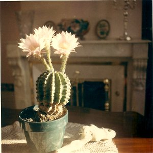 Flowerishing echinopsis (not echinocactus) eyriesii in veranda in Bordeaux.