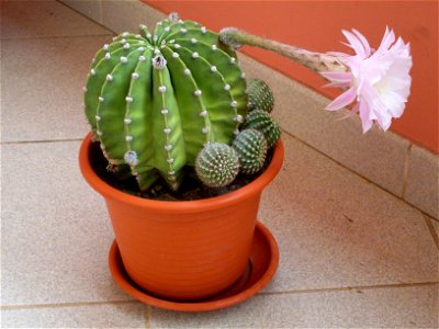 A cactus in Praia, Cape Verde