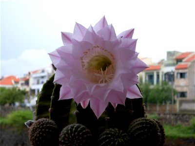A cactus flower in Praia, Cape Verde photo