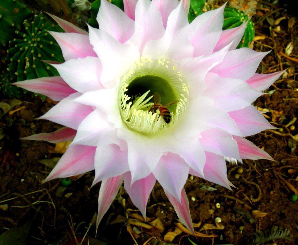 Echinopsis eyriesii flower being visited by a European honeybee in a garden at Kfar Blum Kibbutz, Israel.