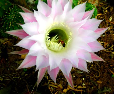 Echinopsis eyriesii flower being visited by a European honeybee in a garden at Kfar Blum Kibbutz, Israel.