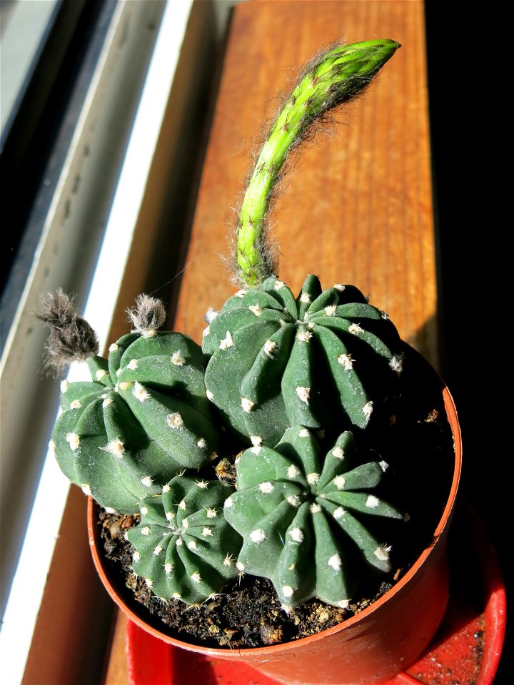 Echinopsis inermis with bud of flower.
