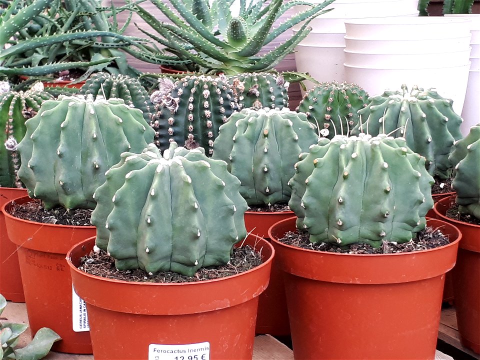 Echinopsis inermis in a garden center.