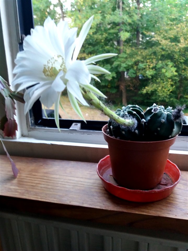 Echinopsis inermis with flower. Day 1.