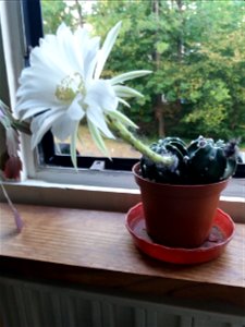 Echinopsis inermis with flower. Day 1.