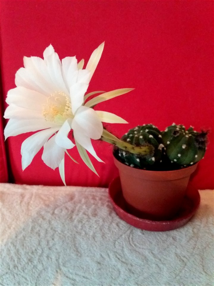 Echinopsis inermis with flower. Day 1.